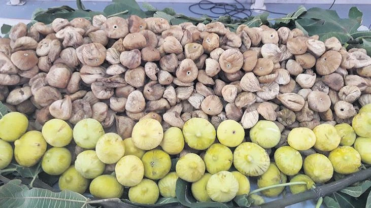 Aydın'da incir üreticileri fiyat belirsizliği nedeniyle satış yapamıyor