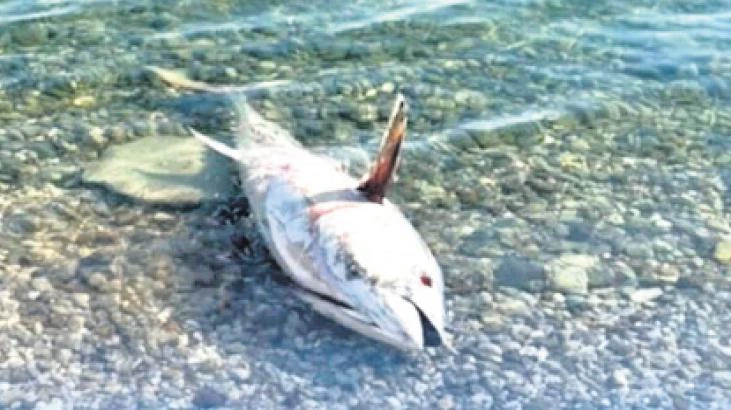 Çeşme ve Karaburun kıyılarında orkinos ölümleri ve ekosistem uyarısı
