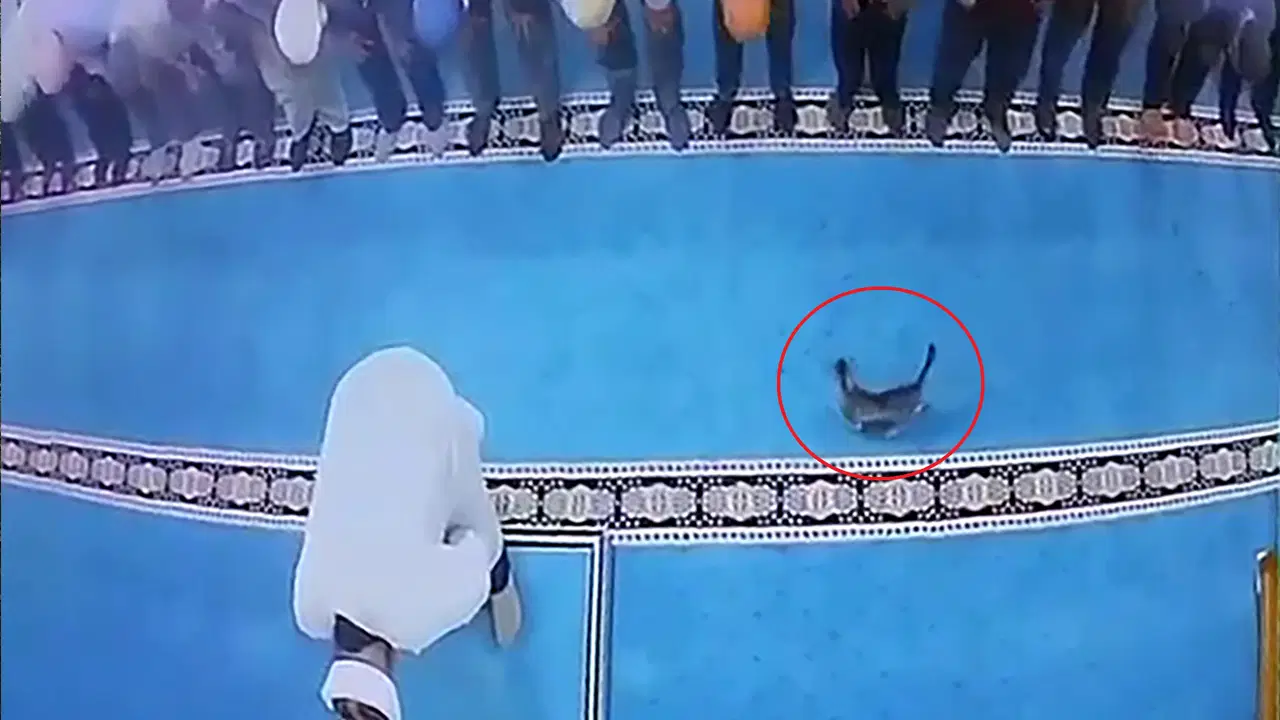 Erzurum'da camide kediye tekme atan kişi gözaltına alındı