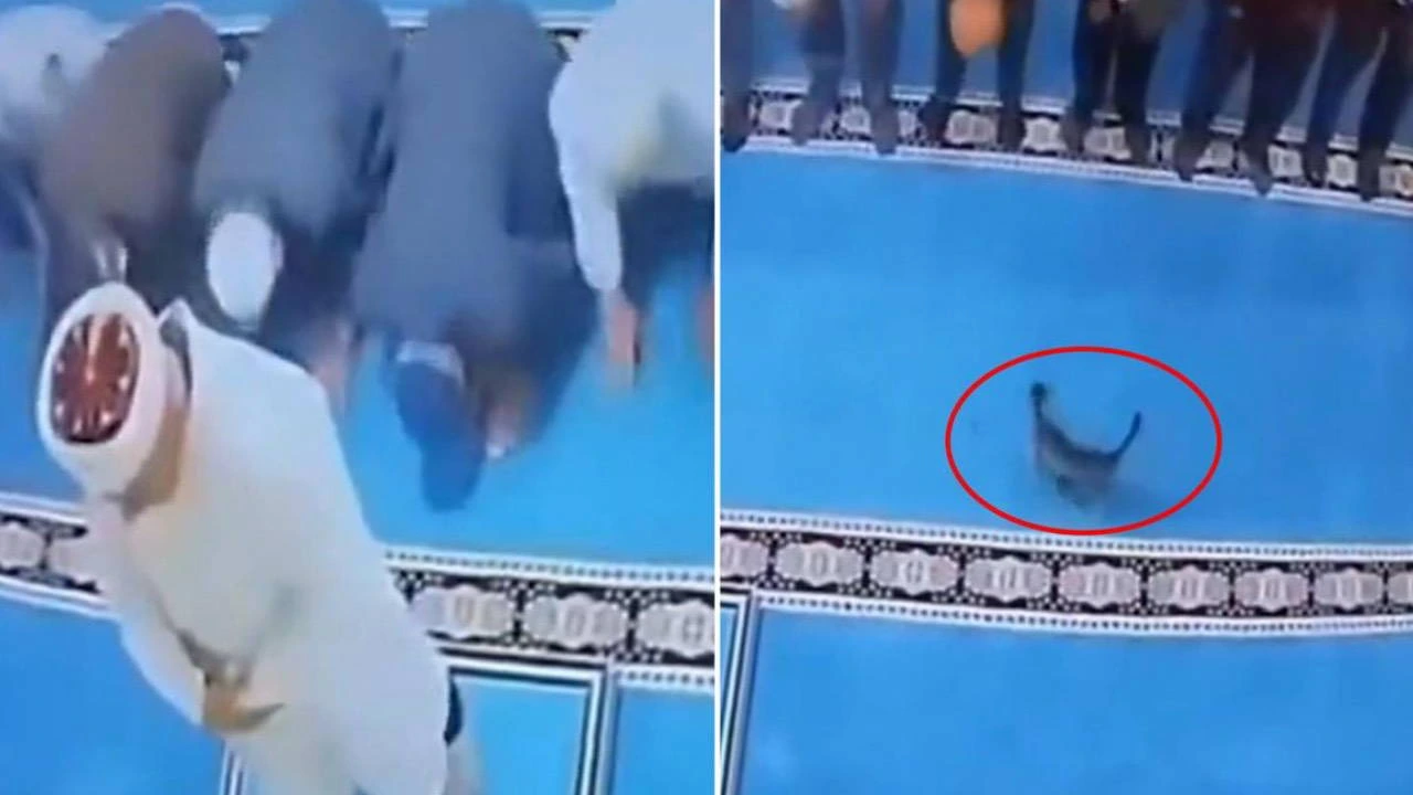 Erzurum'da camide kediyi tekmeleyen şüpheli serbest bırakıldı