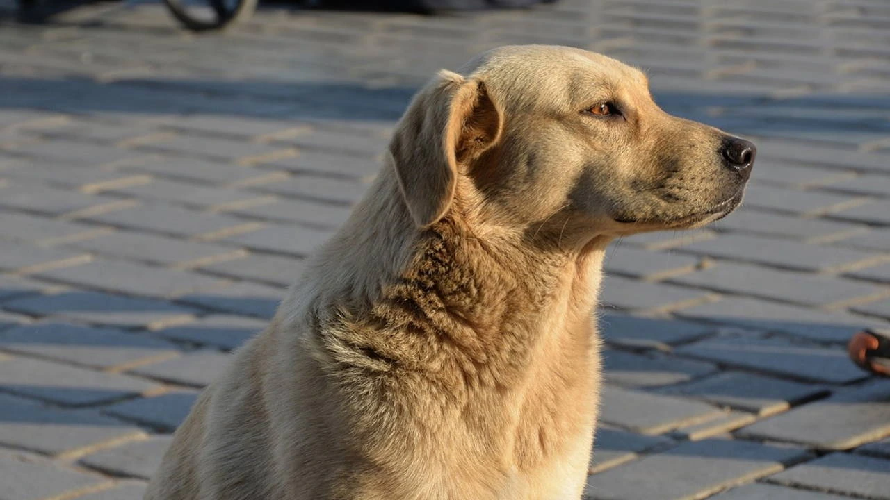 İçişleri ve Tarım Bakanlıkları 81 ilde sokak köpeği denetimi yapacak