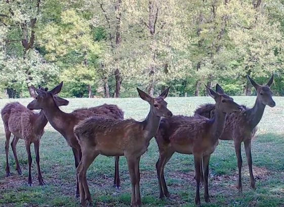 İstanbul ormanlarındaki fotokapanlar yaban hayatını kayıt altına alıyor