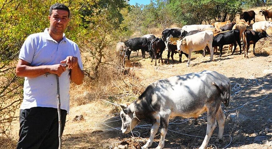 Manisa'da 5 ay kaçan 6 sığır, köy yaşlılarının önerisiyle yakalandı