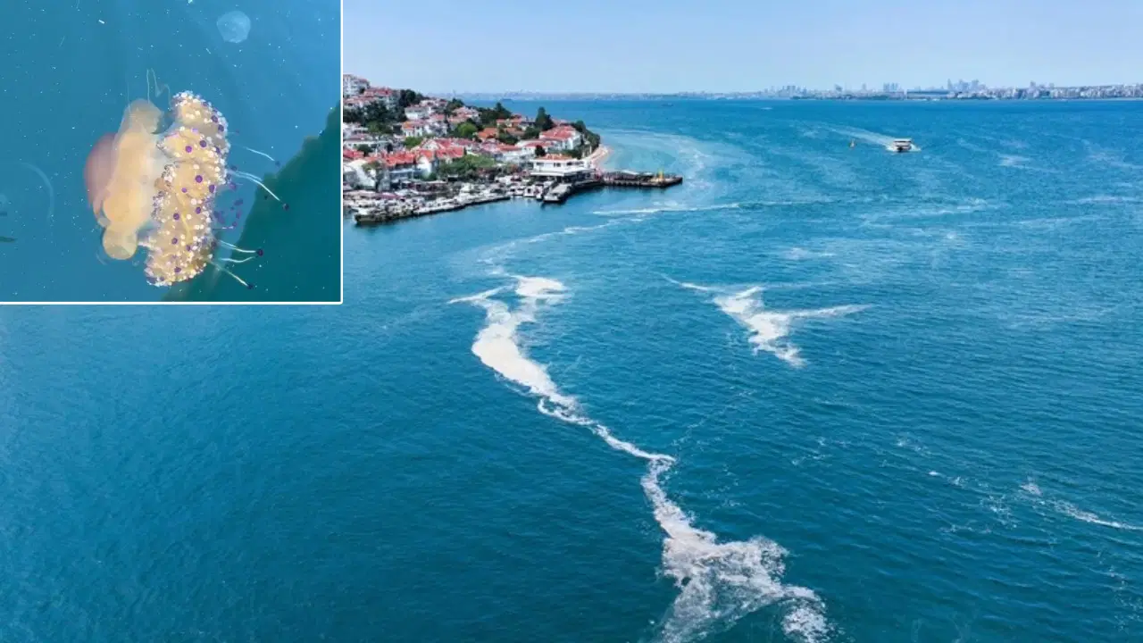 Marmara Denizi Tekirdağ açıklarında sahanda yumurta denizanası görüldü