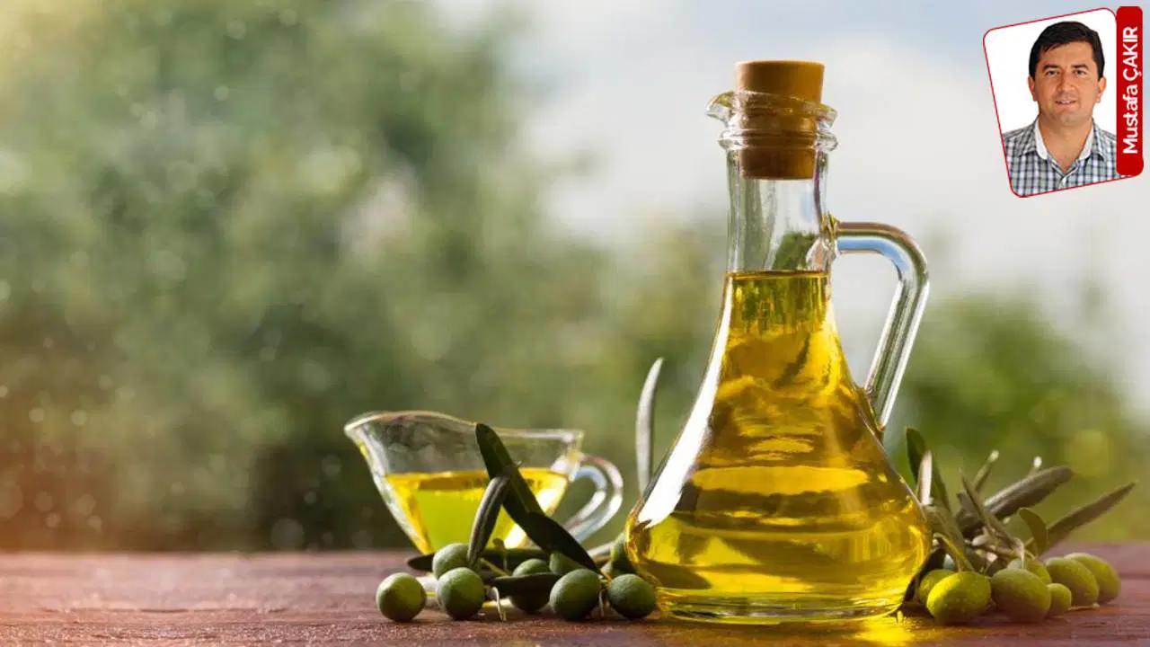 Muğla'da zeytin hasadı öncesi çiftçi zorluk yaşıyor