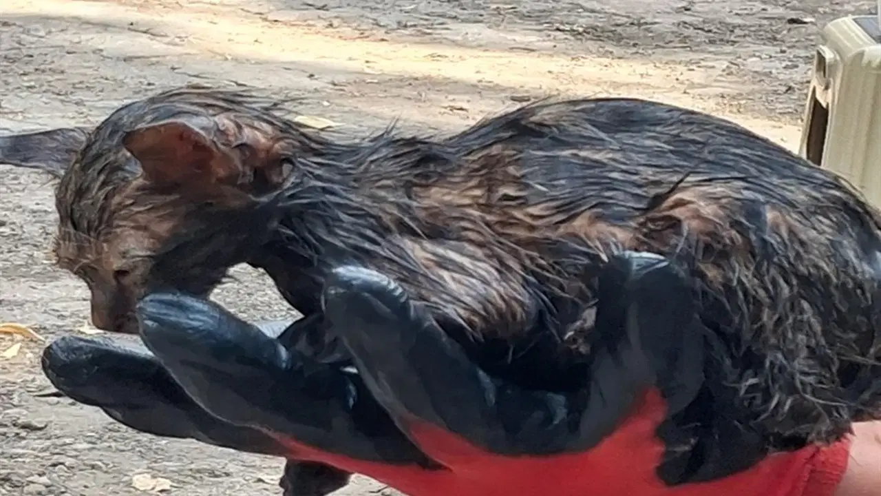 Patnos'ta zifte yapışan yavru kedi itfaiye ekiplerince kurtarıldı