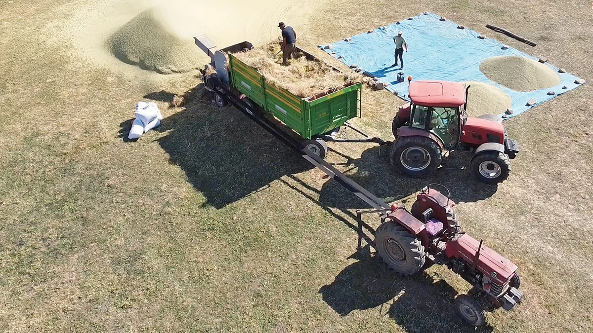 Yozgat'ta yerli mercimek üreticisi destek bekliyor